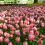 22-Keukenhof-Mai-2014.jpg