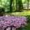 11-Keukenhof-Mai-2014.jpg