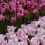 37-Keukenhof-Mai-2014.jpg