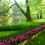 26-Keukenhof-Mai-2014.jpg