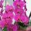 36-Keukenhof-Mai-2014.jpg