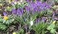 Krokusse - IMG_1185.jpg