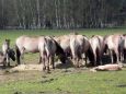 merfeld03.jpg