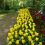 05-Keukenhof-Mai-2014.jpg