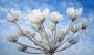abgestorbene Pflanze mit Eiskristallen - DSC04625.jpg