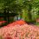 46-Keukenhof-Mai-2014.jpg